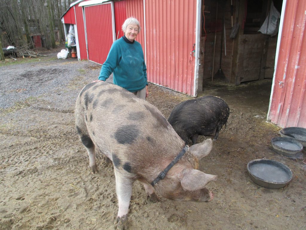Percy the pig with Sue Meech
