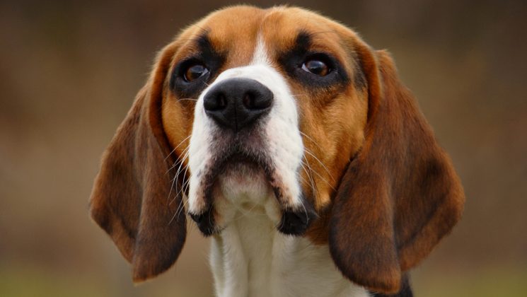 BlogDW-FeaturedImg-Beagle_closeup Beagle