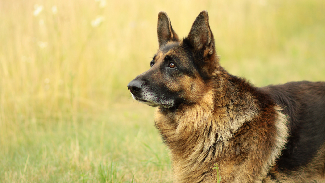 best dog fence system