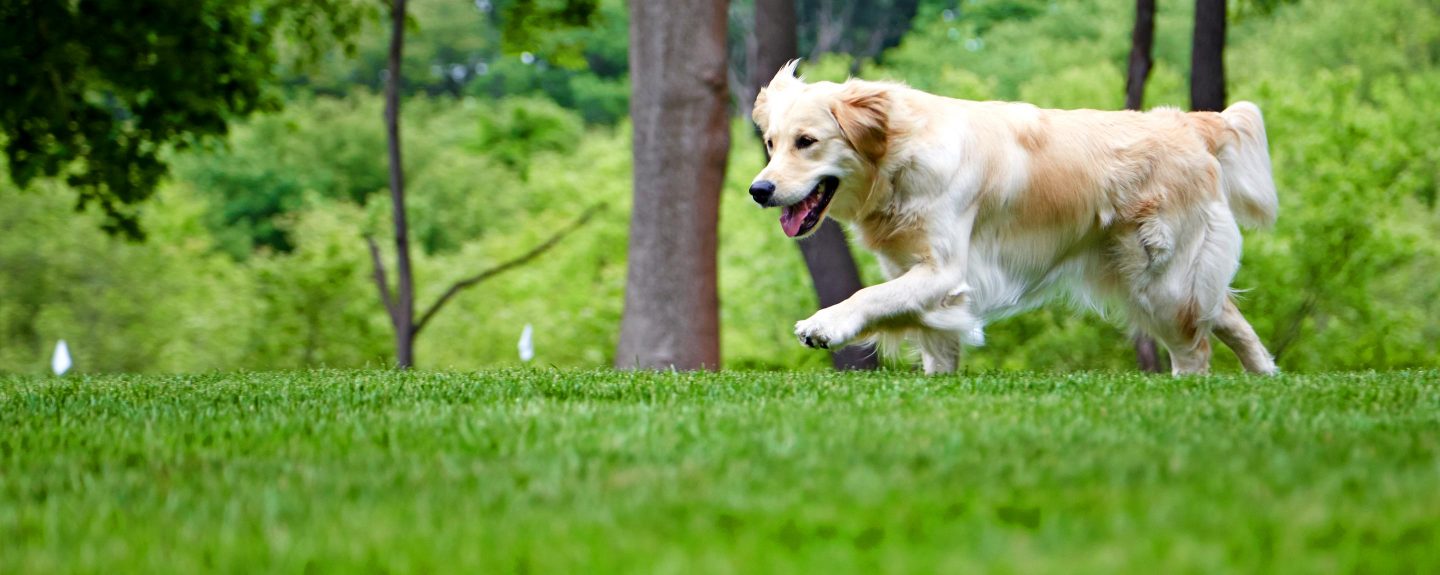 hidden dog fence company