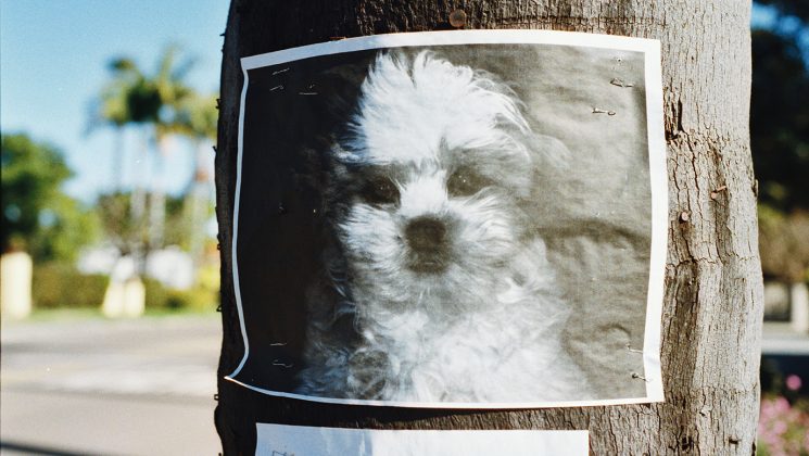 BlogDW-FeaturedImg-LostDog Lost Dog Poster - Photo by Randy Laybourne on Unsplash