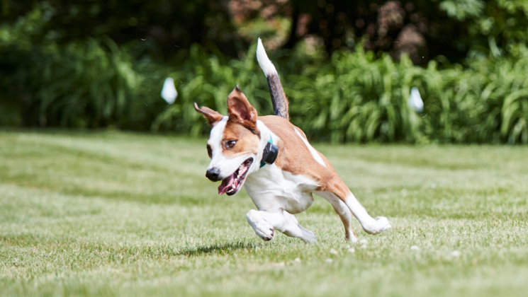 how old does a puppy have to be to use an invisible fence