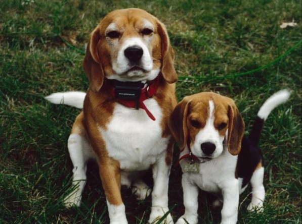Beagles Bogey and Sampras, August 1999