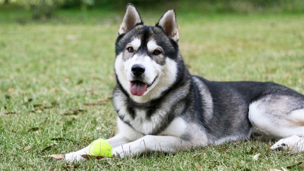 are siberian huskies better in pairs