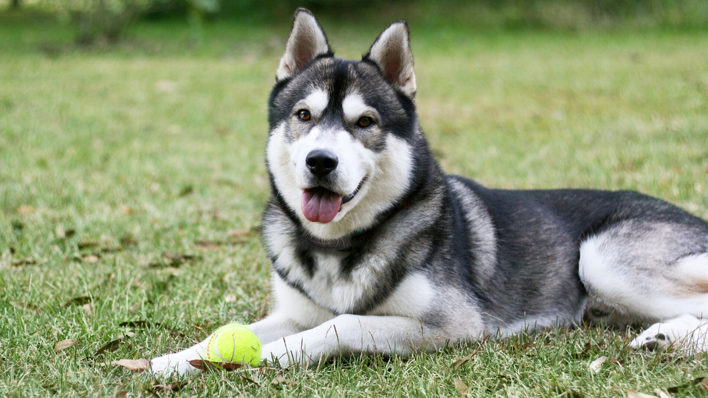 how to train a husky to stay in the yard