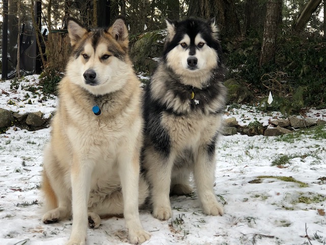 Togo and Nicola, Alaskan Malamutes