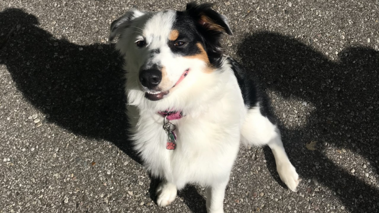 DogWatch Blog Featured Image Lily K9 Keeper Photo of Lily, a young Australian Shepherd dog