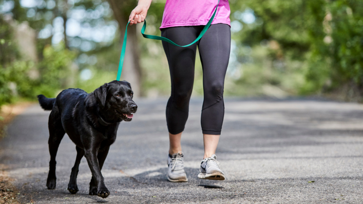 DogWatch Blog Featured Image New Years Resolutions Black Labrador retriever on leash running alongside female owner