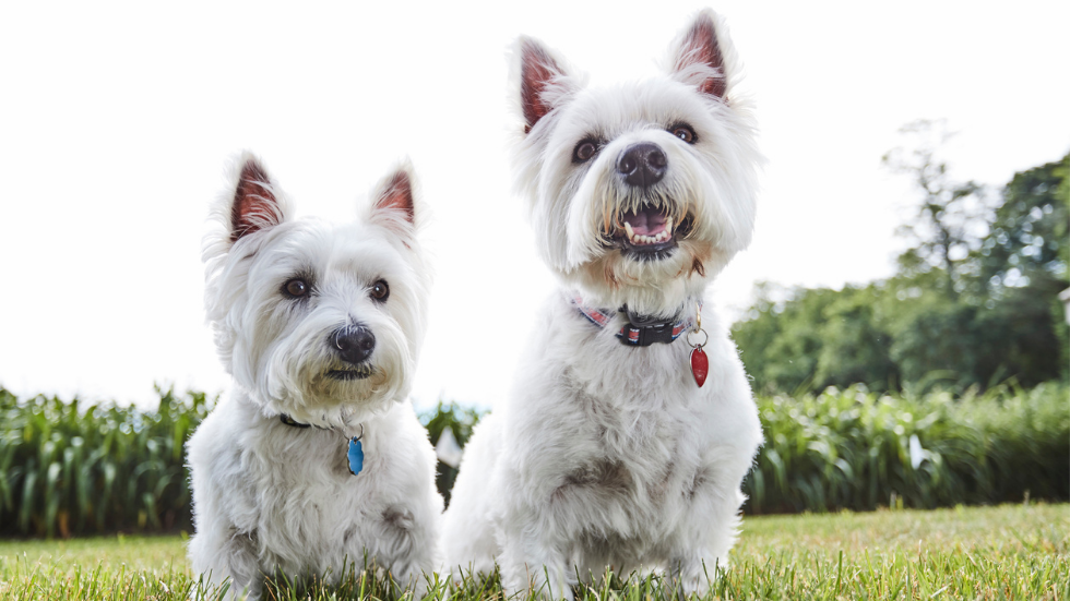 Westie dog discount collars
