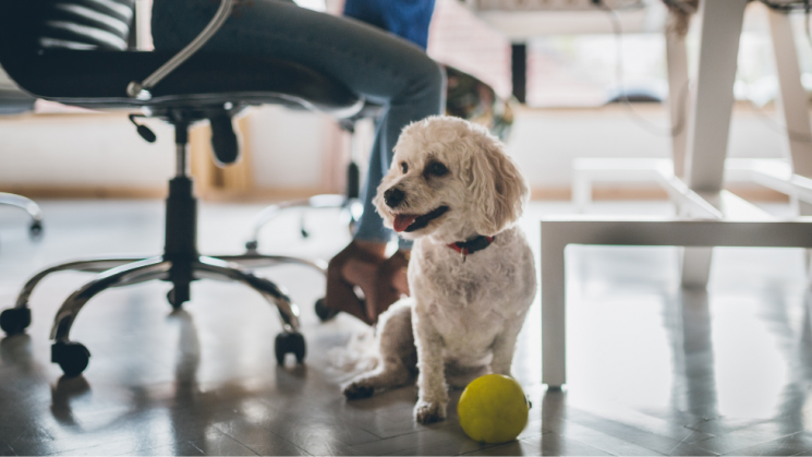 6.25_DogTailsBlog (1) Dog in an dog-friendly office