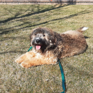 Wheaten Terrier on a Dogwatch Hidden Fence