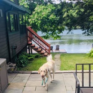 Layla the Labradoodle at her lake house in Delaware County NY