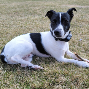 Rat Terrier 