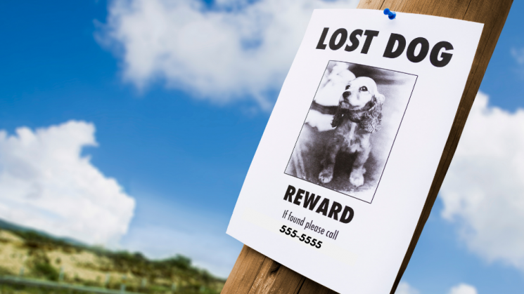 7.12_DogWatchBlog Lost dog poster, lost pet prevention month