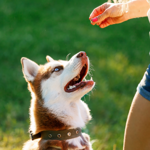 dog working on obedience training, Lost Cat in shelter, lost pet prevention month