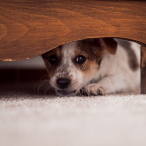 Dog Hiding _ Lightning Protection