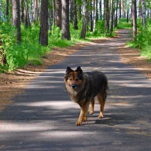 dog near woods, Do Wireless GPS Fences Work?