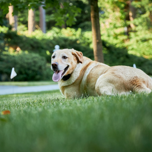 Dog staying in yard, can gps fences work for dogs