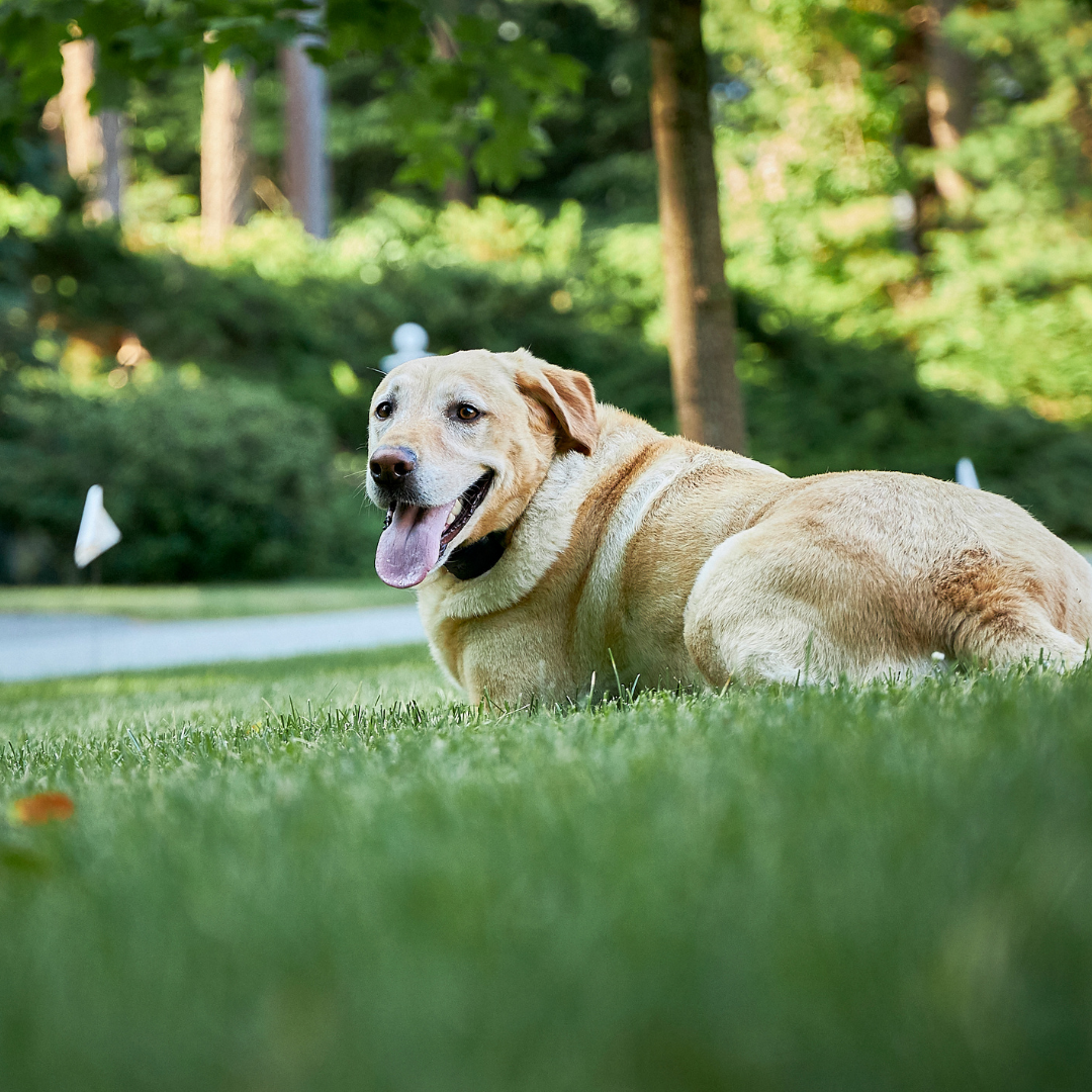 Do GPS Dog Fences Actually Work?: Here's Everything You Need To