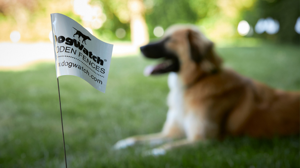 Why You Should Upgrade From An Invisible Fence To A Dogwatch Hidden Fence Dogwatch Why You Should Upgrade From An Invisible Fence To A Dogwatch Hidden Fence Dogwatch