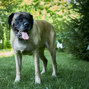 The Benefits Of Having Your Electronic Dog Fence Professionally Installed, dog at fence