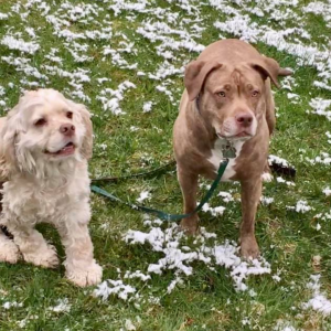 Lexi the pitbull, Can A Hidden Fence Work For A Pit Bull?