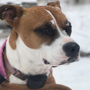 Judith the Pit Bull Mix DogWatch® of Southeastern Ontario wearing a dogwatch collar