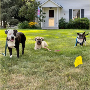 Asher the Pit Mix, Rory the Wheaten Terrier, and Cruzan the Bull Terrier Mix wearing dogwatch collars