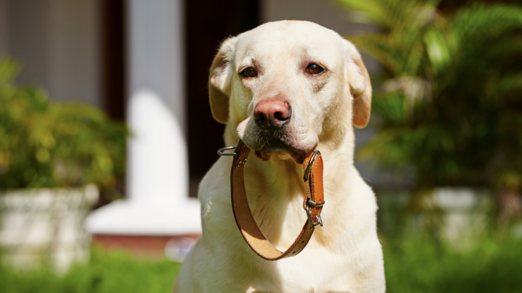 How Do GPS Fences Work?: Everything You Need To Know - DogWatch®
