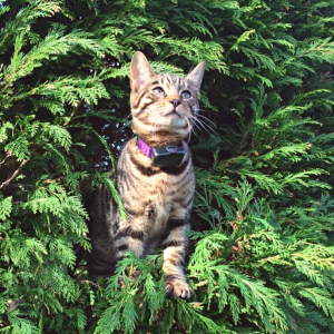 cat in tree, cat on e fence 