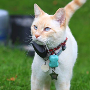 cat with e fence collar