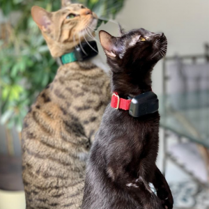 two cats on e fence