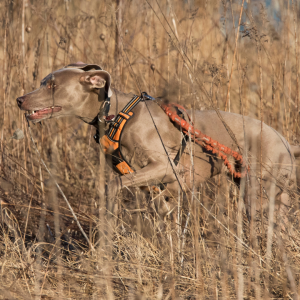 dog hunting, Can A Hidden Fence Work For A Hunting Dog?