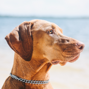 Vizsla, Can A Hidden Fence Work For A Hunting Dog?