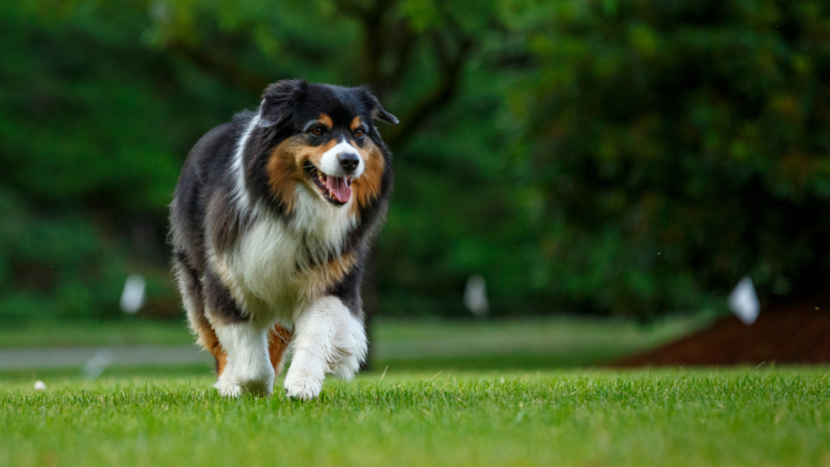 DogWatch Blog Featured Image aussie Australian Shepherd running with DogWatch flags in the background