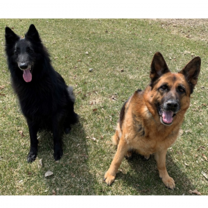 german shepherd and belgian tervuren, Herd That: Can a Hidden Fence Work for a Herding Dog?