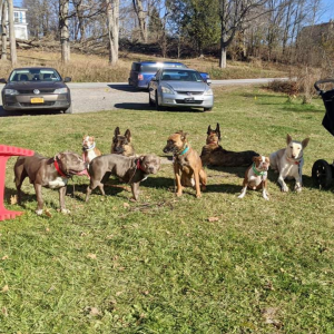 Shepherds, Herd That: Can a Hidden Fence Work for a Herding Dog?