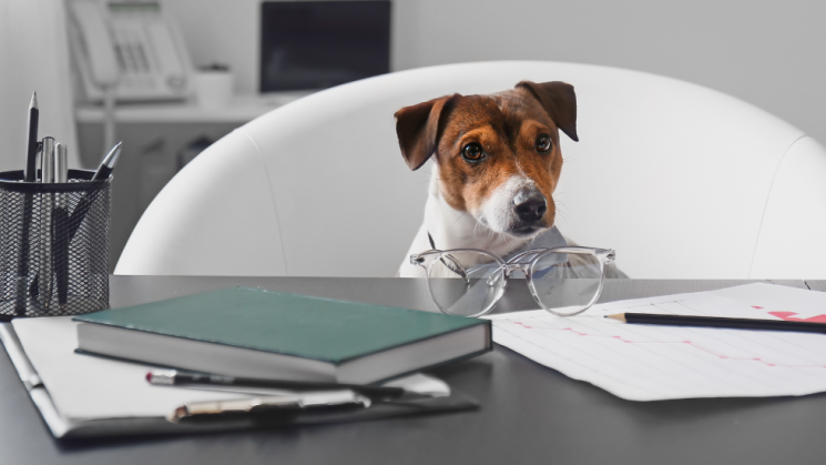 6.24_DogTails dog sitting at desk in office