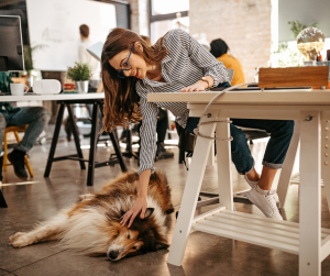 dog laying on floor of dog-friendly office