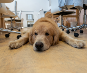 dog laying on floor in office