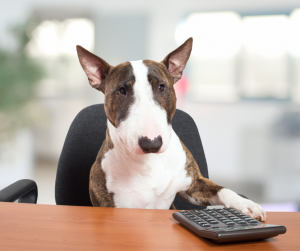 dog sitting at a desk in an office