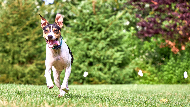 how old does a puppy have to be to use an invisible fence