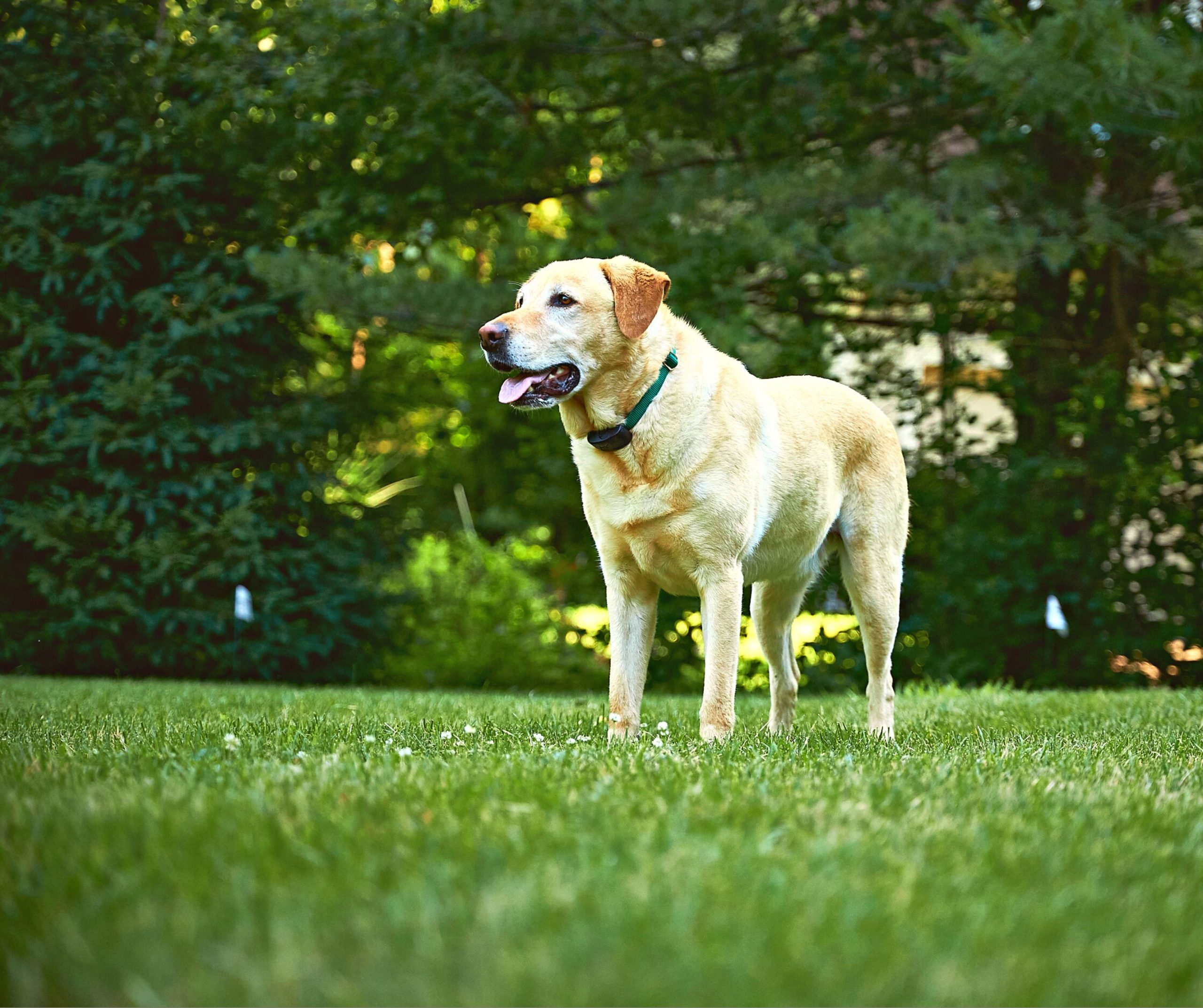 Benefits Of Upgrading From An Invisible Fence® To A DogWatch® Hidden Fence  - DogWatch®