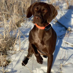 Reyne the German Shorthaired Pointer dog