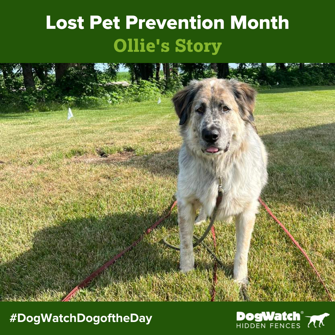 Dogwatch Hidden Fences Prevent Pets From Going Missing Dogwatch