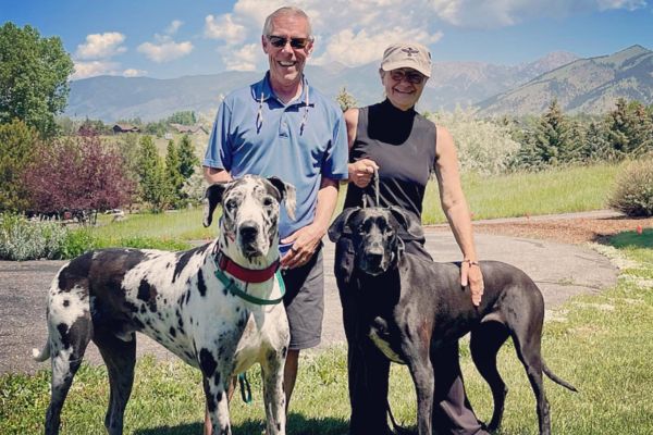 Two Great Dane dogs with owners in Montana
