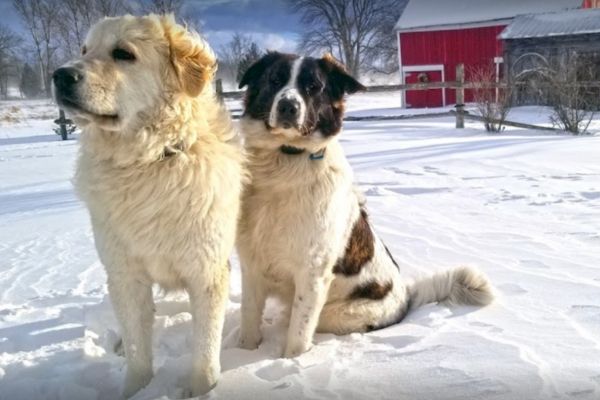 Two Great Pyrenees dogs standing in snow on a farm property 