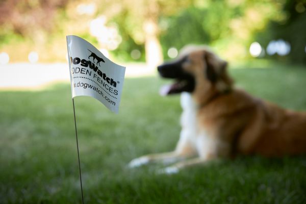 DogWatch flag closeup with dog in background