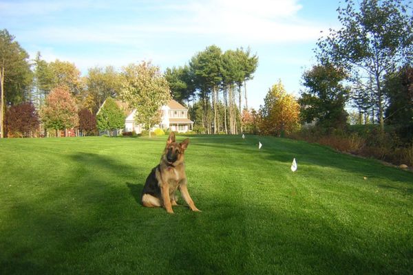 German Shepherd dog in front yard with DogWatch flags in background