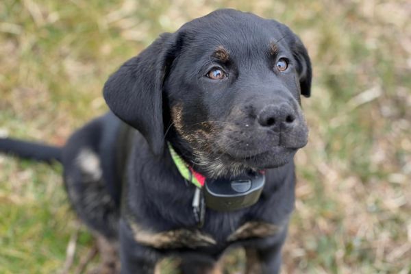 Rottweiler puppy wearing DogWatch collar